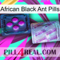 African Black Ant Pills 37